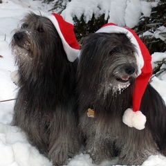 39 Die Weihnachtshunde 2008
